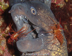 Moray, having his teeth cleaned by Stephen Cowdell 